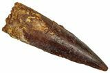 Fossil Spinosaurus Tooth - Real Dinosaur Tooth #356806-1